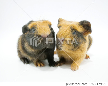 Two guinea pig babies side by side Two guinea pig babies side by side 92547933