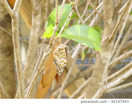 印度貝母棲息在樹枝上 92547943