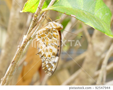 基於樹枝的印度貝母 92547944
