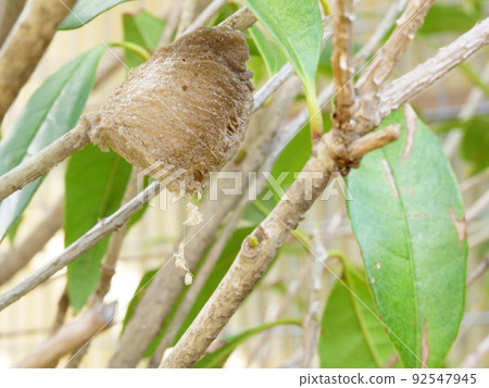 螳螂孵化後的卵囊 92547945