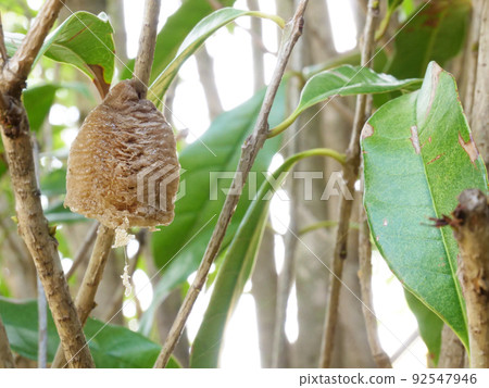 螳螂卵囊放在樹枝上（孵化後） 92547946