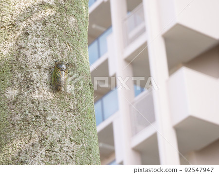 熊澤米棲息在房子附近的一棵樹上 92547947