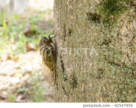 Bear Zemi perched on a low tree during the day 92547956