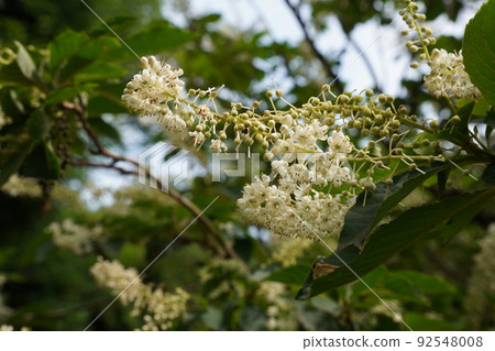 Clethra flowers blooming white bells Clethra flowers blooming white bells 92548008