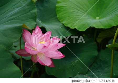 Yakushi池塘公園Oga蓮花 92548010
