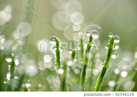 馬尾和晨露閃閃發光 馬尾和晨露閃閃發光 92548129