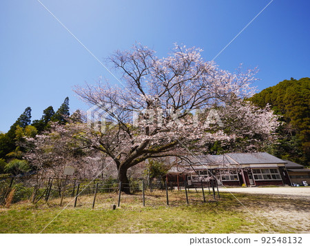 封閉的分校和野櫻桃樹 92548132