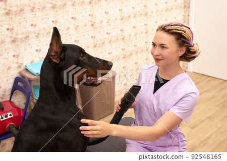 Female therapist working with dog in veterinary clinic 92548165
