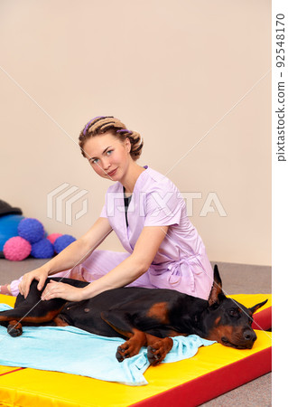 big dog lying on the floor and gets a massage on its thight 92548170