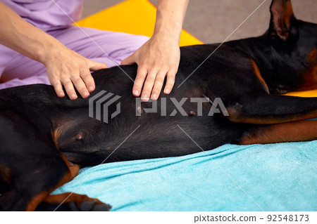 big dog lying on the floor and gets a massage on its thight 92548173