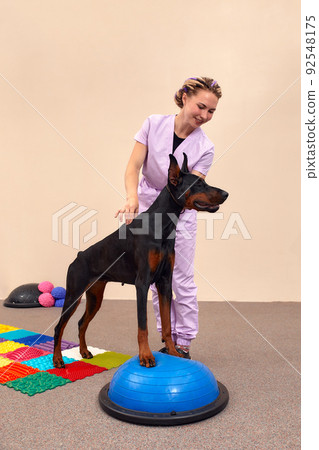 Dog is engaged fitness on massage and physiotherapy carpet. Training device for rehabilitation exercising in the Veterinary clinic 92548175