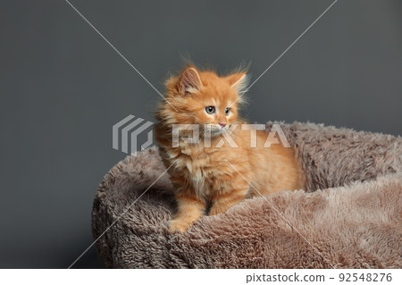 Happy fluffy red kitten sit on brown pet bed. Cat comfortably nap relax at cozy home bed. Kitten pet animal with pink nose have Sweet dreams. High quality photo 92548276