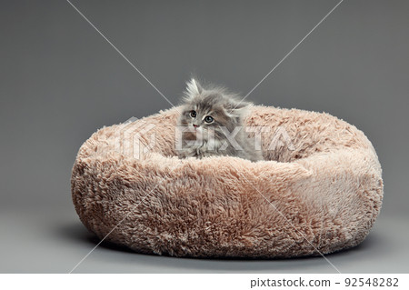 Happy kitten sit on gray fluffy pet bed. Cat comfortably nap relax at cozy home bed. Kitten pet animal with pink nose have Sweet dreams. High quality photo Happy kitten sit on gray fluffy pet bed. Cat comfortably nap relax at cozy home bed. Kitten pet animal with pink nose have Sweet dreams. High quality photo 92548282