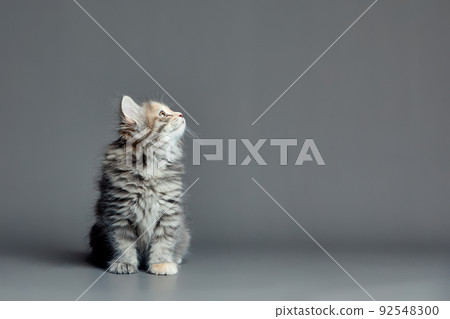 Cute fluffy kitten against gray background. Space for text Cute fluffy kitten against gray background. Space for text 92548300
