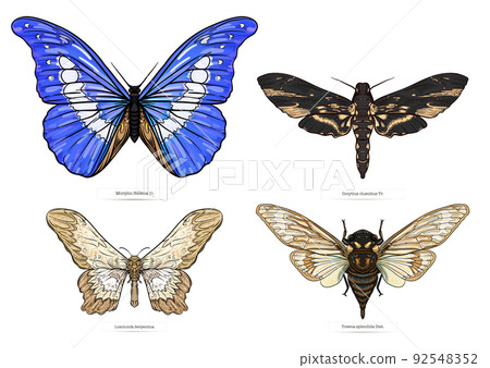 insects: beetles, butterflies, moths, dragonflies 92548352