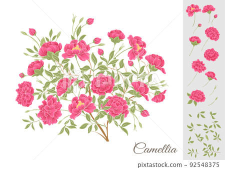 Camellia blossom tree Clip art, set of elements for design  92548375