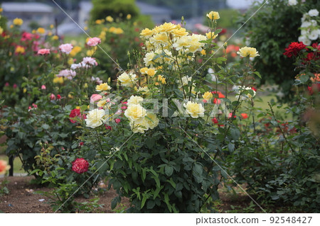 Arao City Ominous Citizen Flower Bed Rose Flower, Arao City Ominous Citizen Flower Bed Rose Flower, 92548427