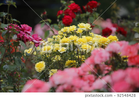 Arao City Ominous Citizen Flower Bed Rose Flower, Arao City Ominous Citizen Flower Bed Rose Flower, 92548428