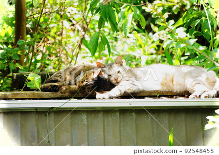 兩隻貓白天在戶外打盹，慢慢休息 92548458