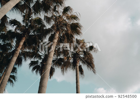 Geumneung Beach palm tree in Jeju island, Korea 92548500