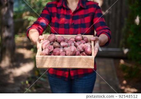 Close-up of a woman in a red plaid shirt holding a wooden box with harvested organic potatoes grown in a summer cottage 92548512
