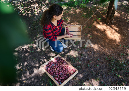 Top view of female farmer, eco farm worker, agronomist sorting freshly dug potatoes in wooden crates. Harvest time 92548559