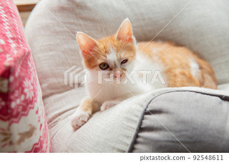 Cat Cat 92548611