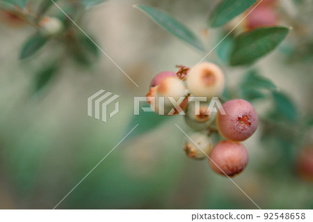 Organic red Pink Lemonade blueberries plant of american blueberry at summer garden Organic red Pink Lemonade blueberries plant of american blueberry at summer garden 92548658