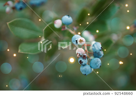 Fresh organic blueberrieson the bush against nature green background. Gardening concept. 92548660