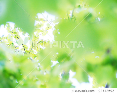 A space full of sunlight through the trees A space full of sunlight through the trees 92548692
