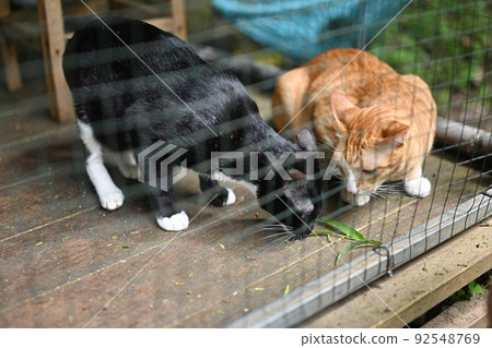 Two lovely cats are eating grass in a black cage at an animal shelter 92548769
