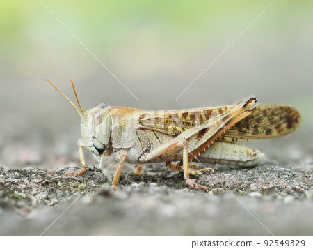 夏季戶外自然環境中褐飛蝗的宏觀拍攝 92549329