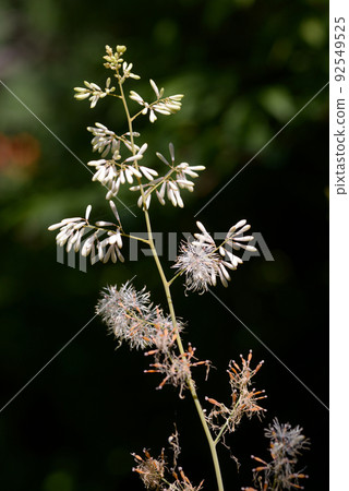 Bamboo grass Bamboo grass 92549525