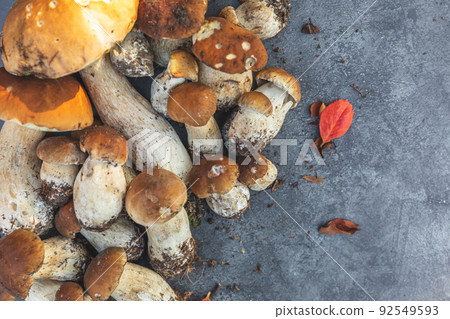 Autumn fall composition. Raw edible mushrooms Penny Bun on dark black stone shale background. Ceps over gray table. Cooking delicious organic mushroom gourmet food. Flat lay top view copy space 92549593