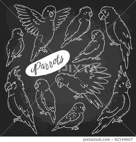 Parrots and tropical birds hand drawn chalk set on the blackboard 92549607