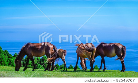 Clear wild horse at Cape Toi (Kushima City, Miyazaki Prefecture) 92549707