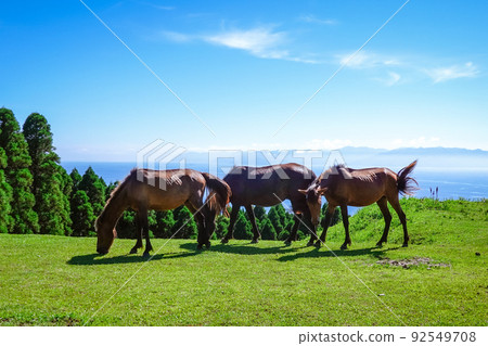 Clear wild horse at Cape Toi (Kushima City, Miyazaki Prefecture) 92549708