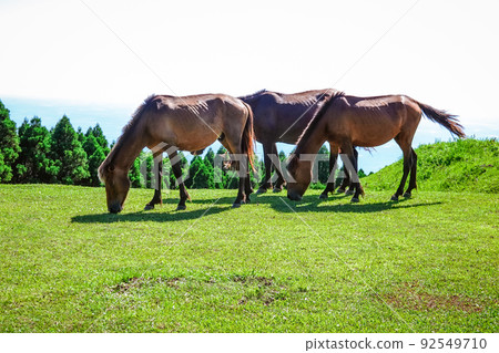 土肥岬清除野馬（宮崎縣久島市） 92549710