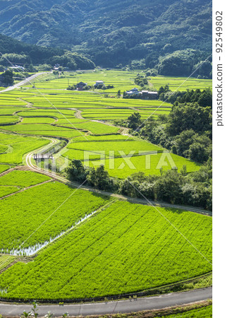 Tadameso Tadameso 92549802