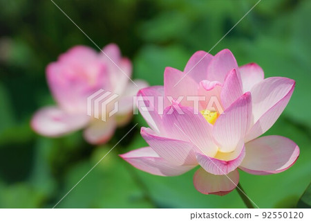 Hass flower / horizontal composition Hass flower / horizontal composition 92550120