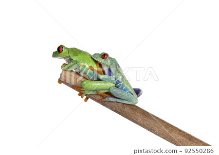 Red-eyed tree frog on white background 92550286