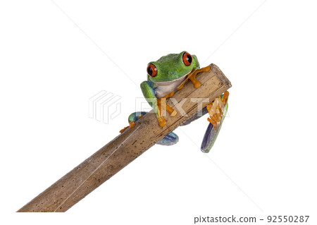 Red-eyed tree frog on white background 92550287