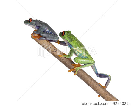 Red-eyed tree frog on white background Red-eyed tree frog on white background 92550293