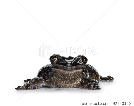 Triprion petasatus frog on white background 92550300