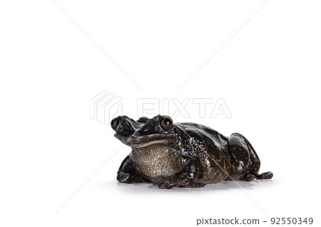 Triprion petasatus frog on white background 92550349