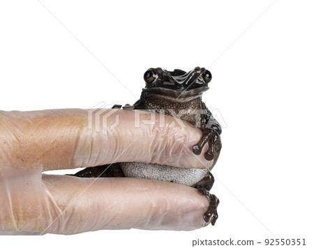 Triprion petasatus frog on white background 92550351