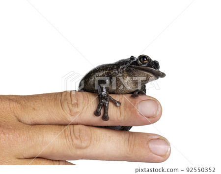 Triprion petasatus frog on white background 92550352