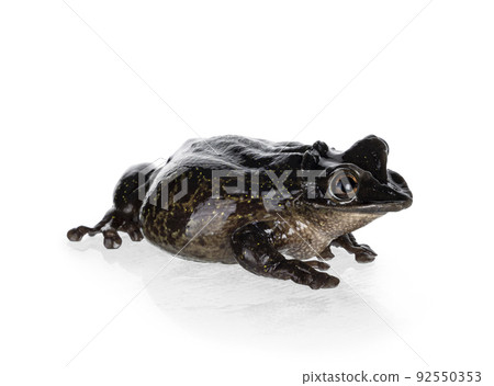 Triprion petasatus frog on white background 92550353