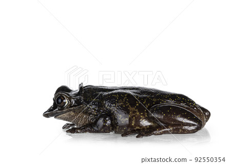 Triprion petasatus frog on white background 92550354