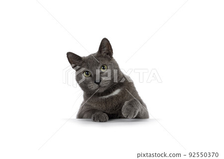 Gray house cat on white background Gray house cat on white background 92550370